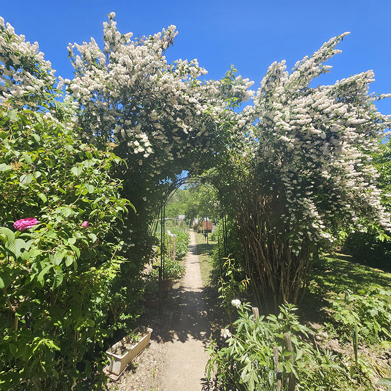 163b-espacesverts09-prestations-beau_jardin_tonte_entretien-fleur