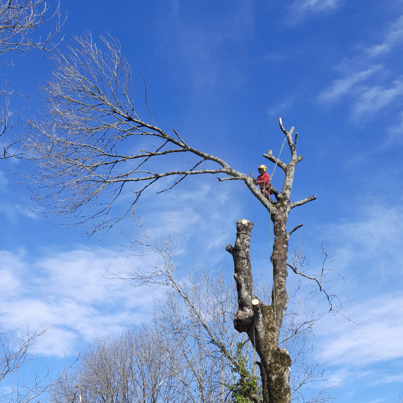 élagage arbre ariège